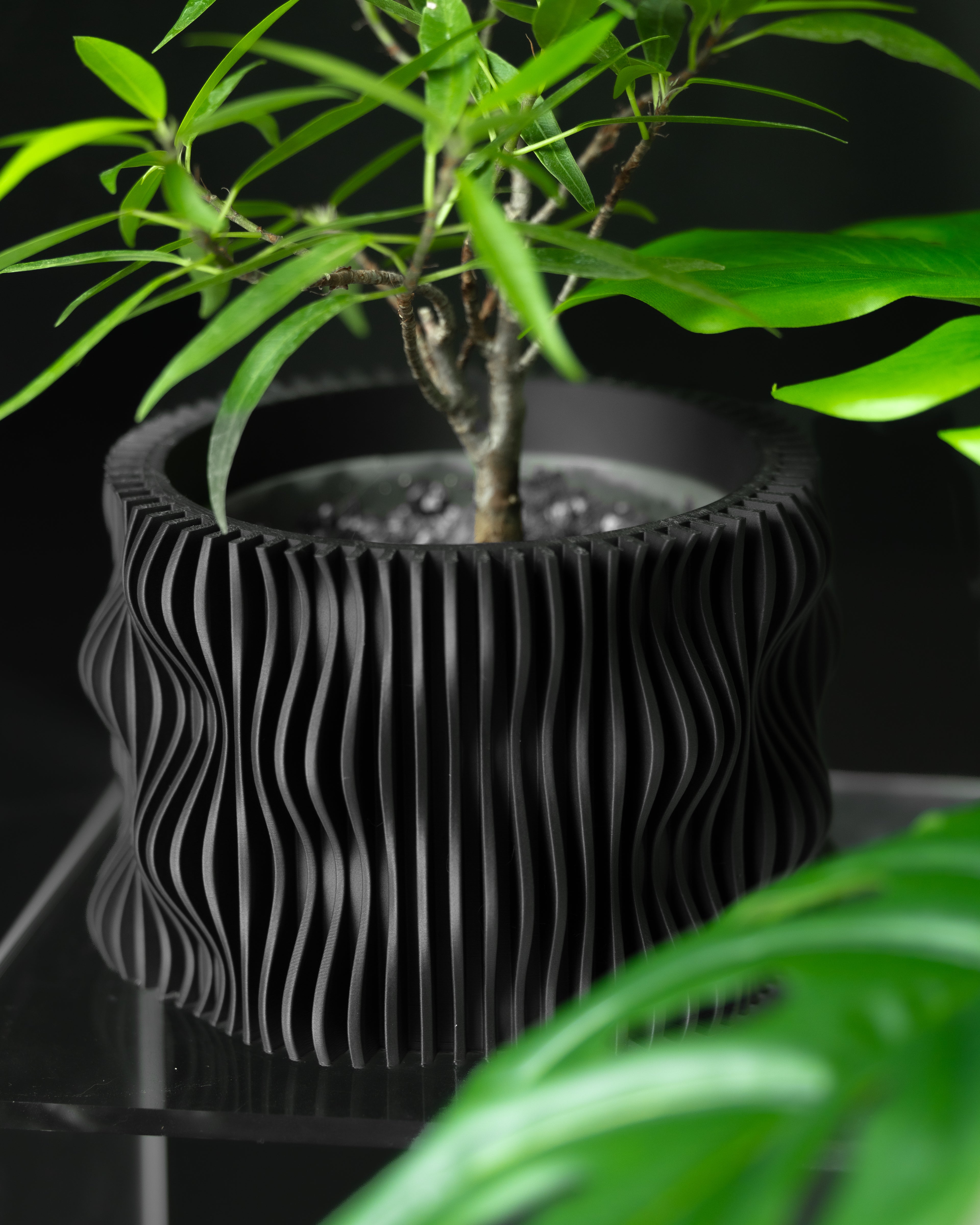 Small tree in a unique black wavy planter on a reflective surface with a dark background