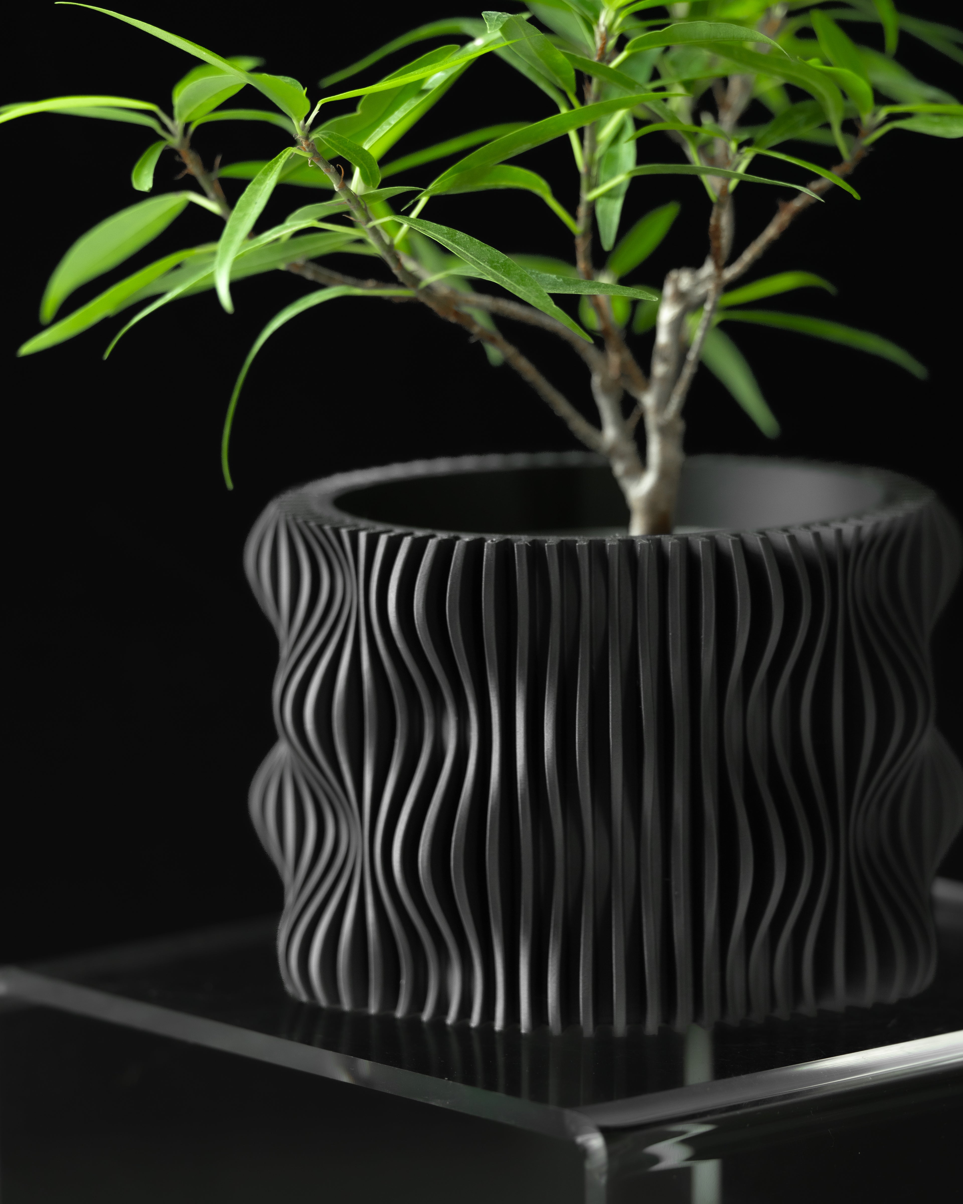 Black wavy-patterned planter with a small plant on a reflective surface against a black background