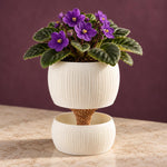 Purple African violets in a white ribbed Pallas planter against a burgundy background