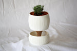 White ribbed Pallas planter with a green plant and reddish potting medium, viewed from above